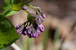 Virginia bluebells